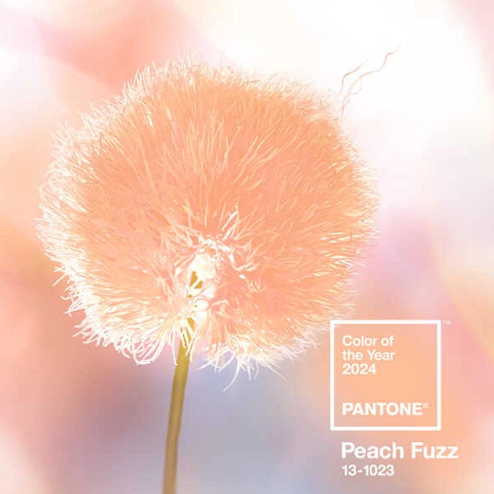 2024 PANTONE SZÍNE - PEACH FUZZ